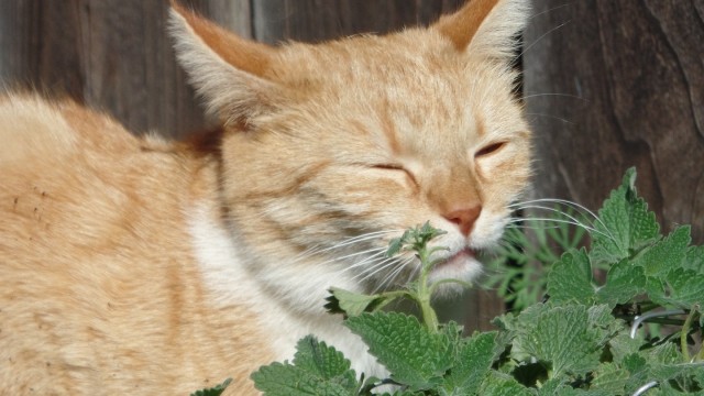 Ilustrasi kucing "giting" karena catnip. (Foto: CatCrazy via pixabay)