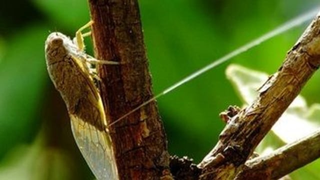 Tonggeret atau Cicada yang kerap mengeluarkan urin (Foto: Siakap Keli)