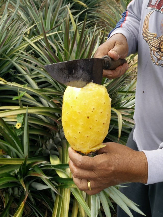 Pengupasan nanas (Foto: Josua Simanjuntak)