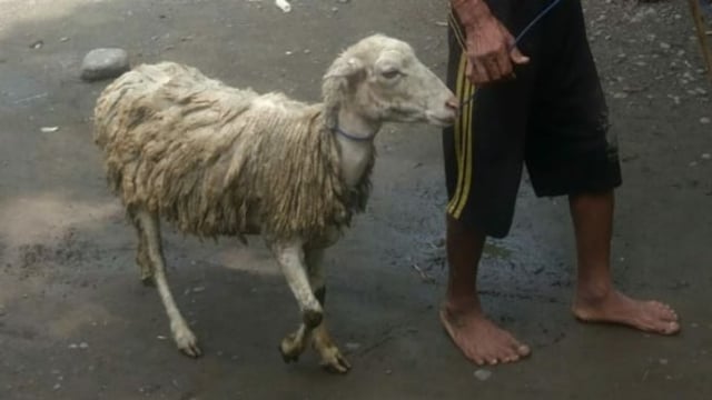Domba milik Warga di Probolinggo Mati Kena Gigitan, Diserang Anjing “Jadi-jadian”?