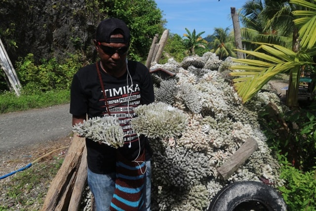 85 Persen Terumbu Karang di Kepulauan Yapen Rusak
