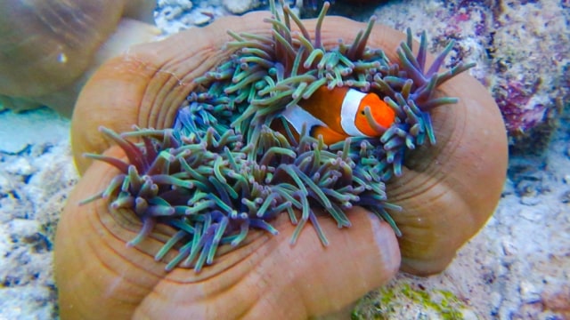 Clown fish di bawah laut Karimunjawa (Foto: Shutter Stock)