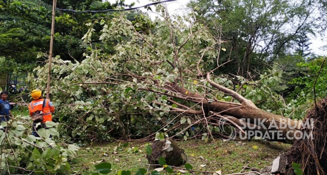 Puting Beliung Terjang Palabuhanratu, Pohon Jati Dekat Rumdin Wabup Tumbang