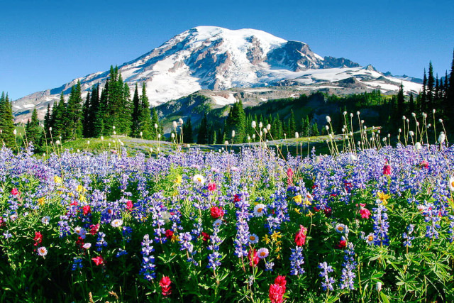 Gunung Rainier dan Taman Nasional yang Indah di Seattle