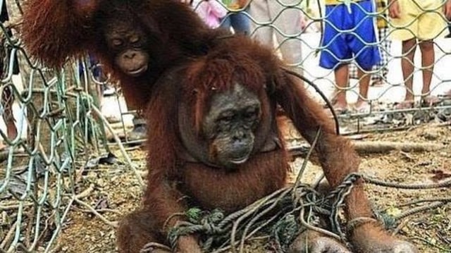 Penyiksaan yang dilakukan oleh oknum terhadap orangutan kembila viral di media sosial (Foto: Instagram/@wild_life_85)
