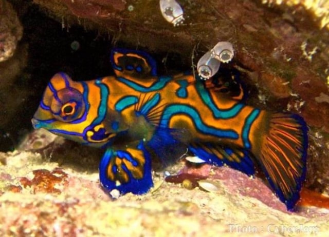 Ikan Mandarin Fish. (Foto: Tim Scuba Diver Poso)