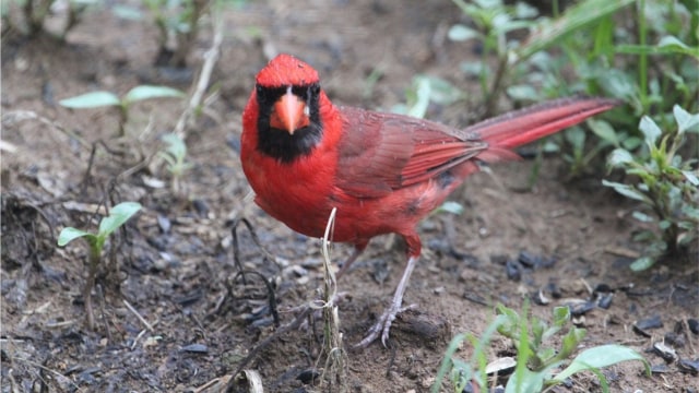 Burung Kardinal