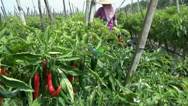 Kebun cabai merah besar milik Lasiran (50), di Desa Bungur Kecamatan Kanor Bojonegoro, Jumat (01/02/2019)