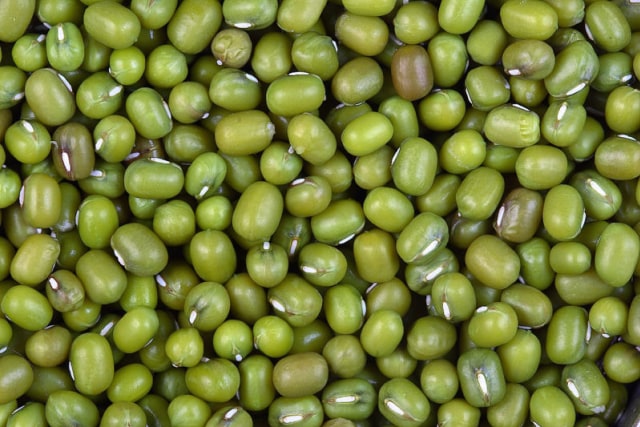 Ilustrasi kacang hijau, tipe perkecambahan Foto: Dok. Wikipedia