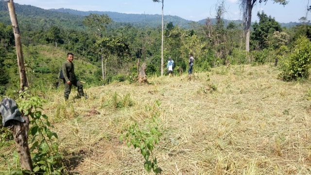 Areal persawahan dirusak gajah akibat terdesak kerusakan hutan di Kecamatan Keumala, Pidie. (Foto: Kiriman warga)  