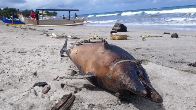 Lumba-lumba Tewas Terdampar di Pantai Kuta