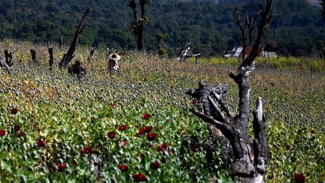 seorang petani yang bekerja di ladang opium ilegal di Hopong, Myanmar. Foto: AFP/Ye Aung THU