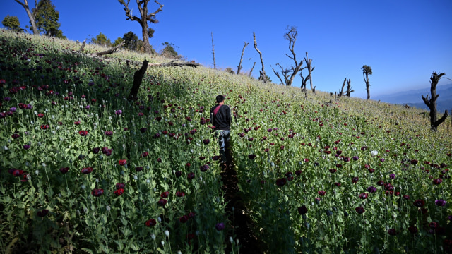 seorang petani yang bekerja di ladang opium ilegal di Hopong, Myanmar. Foto: AFP/Ye Aung THU