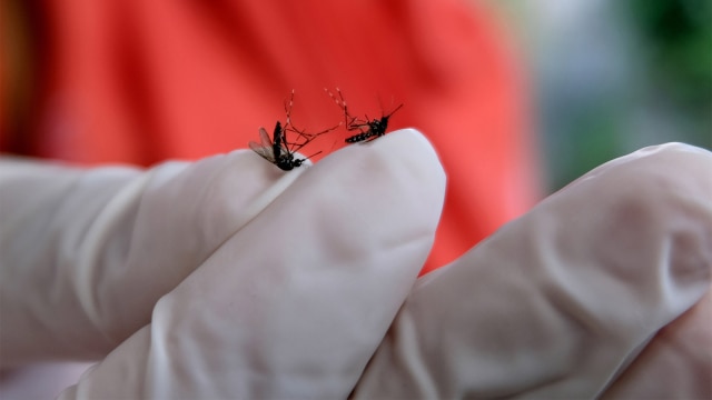 Petugas Dinas Kesehatan menunjukkan nyamuk saat melakukan kegiatan pemberantasan jentik nyamuk. Foto: ANTARA FOTO/Anis Efizudin