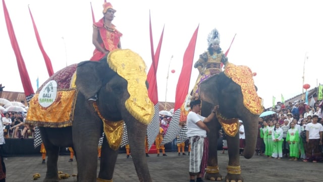 2 Gajah yang ditampilkan di Festival Balingkang, Kintamani, Bangli, Rabu (6/2) - kanalbali/LSU
