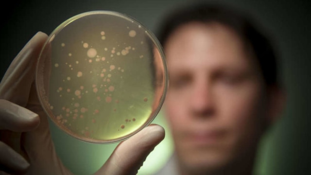 Dr. Samuel Forster memperlihatkan keragaman bakteri dari usus manusia Foto: The Hudson Institute