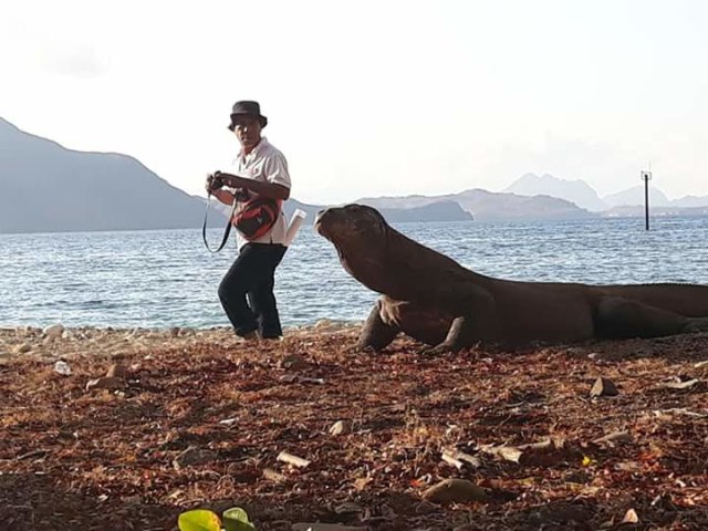 Hewan Komodo. Foto oleh florespedia/Kumparan. 
