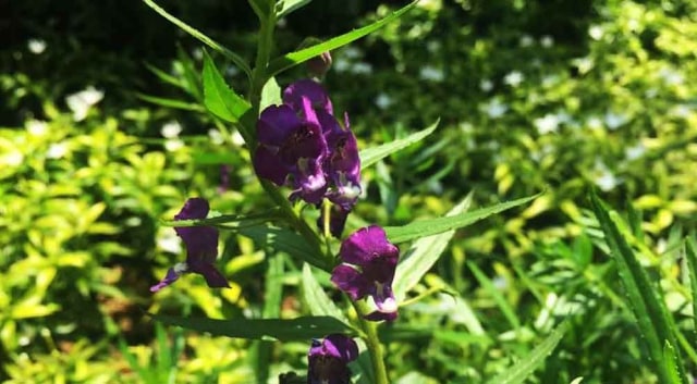 Salah satu bunga lavender yang dijual