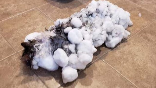 Fluffy, kucing yang membeku akibat polar vortex di AS. Foto: Animal Clinic of Kalispell