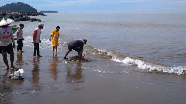 Nelayan melepasliarkan penyu yang terjaring di Pantai Putus Padang, Minggu 10 Februari 2019. (M. Hendra/Langkan.id)
