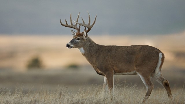 Penyakit Rusa Zombie Merebak Apa Yang Sebaiknya Manusia Lakukan