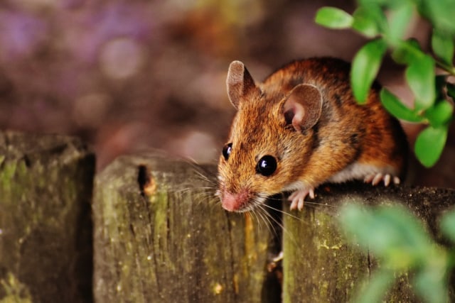 6 Cara Jitu Mengusir Tikus di Rumah yang Aman Bagi Kesehatan