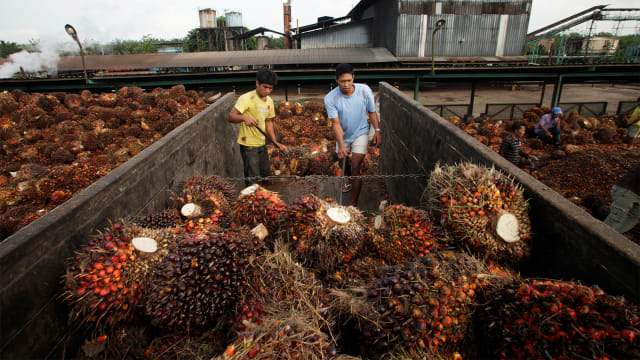 Pekerja membongkar buah kelapa sawit di unit pemrosesan minyak kelapa sawit milik negara. Foto: REUTERS / Tarmizy Harva