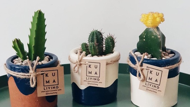 Rekomendasi Hadiah untuk Hari Valentine,, Kuma Living