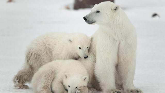 Ilustrasi Beruang Kutub. Foto: Shuter Stock