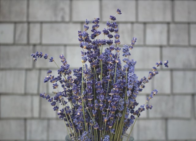 Usir Nyamuk dengan  Menanam Bunga  Lavender  kumparan com