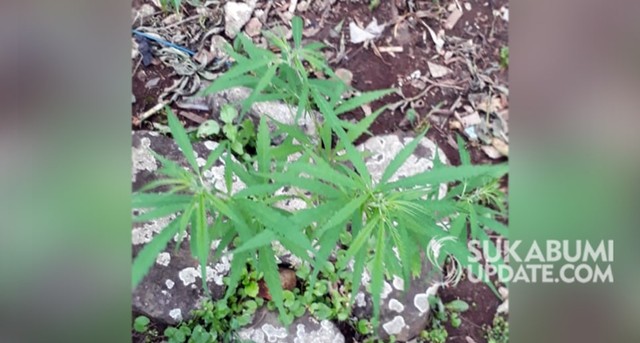 Warga sempat mengambil foto tanaman mirip ganja di makam keluarga di Kampung Bojonggaling Kebonpedes. | Sumber Foto:Istimewa.