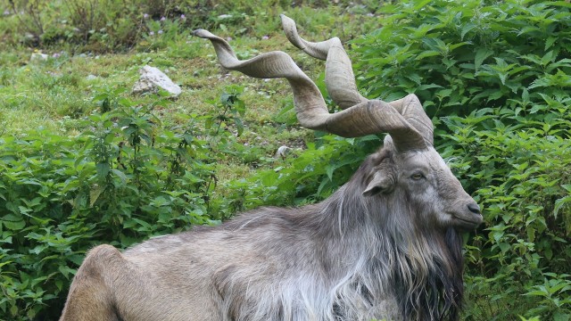 41 Gambar Hewan Kambing Gunung Terbaru