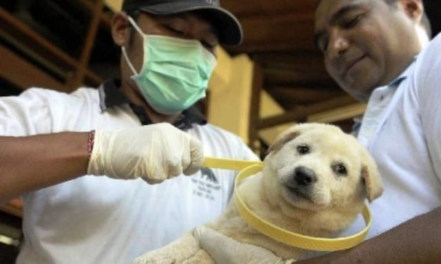 Kenali Dulu Ciri Anjing Yang Terinfeksi Virus Rabies Kumparan Com