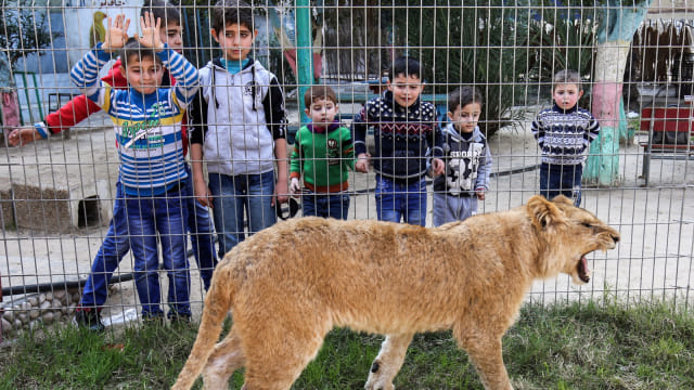 Sejumklah anak melihat singa di Kebun Binatang  Rafah di Jalur Gaza, Palestina. Foto: AFP/SAID KHATIB