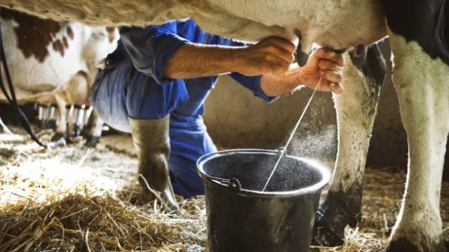 Seorang pekerja tengah memerah susu di sebuah peternakan wilayah Pasuruan. (Foto: ilustrasi/Emil)