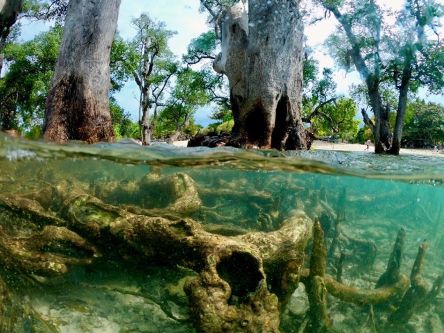 Jernihnya air dengan keindahan pohon-pohon di kawasan pantai Lhok Mee, Aceh Besar. Foto: Suparta/acehkini 