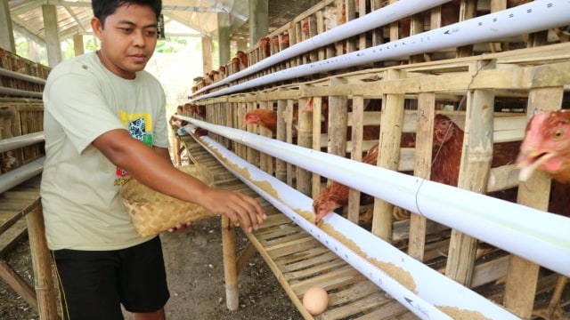 Harga Ayam di Peternak Anjlok, Kok Bisa? | kumparan.com