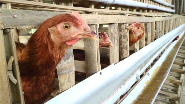 Peternakan ayam petelur di Desa Bringinan, Kecamatan Jambon, Ponorogo. Peternak mengeluhkan kenaikan harga pakan. Foto: kumparan
