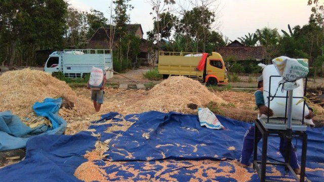 Jagung hasil panen petani Ponorogo, Jawa Timur. Meski mulai masuk musim panen, pemerintah memutuskan impor jagung, untuk memenuhi kebutuhan pakan ternak. Foto: kumparan