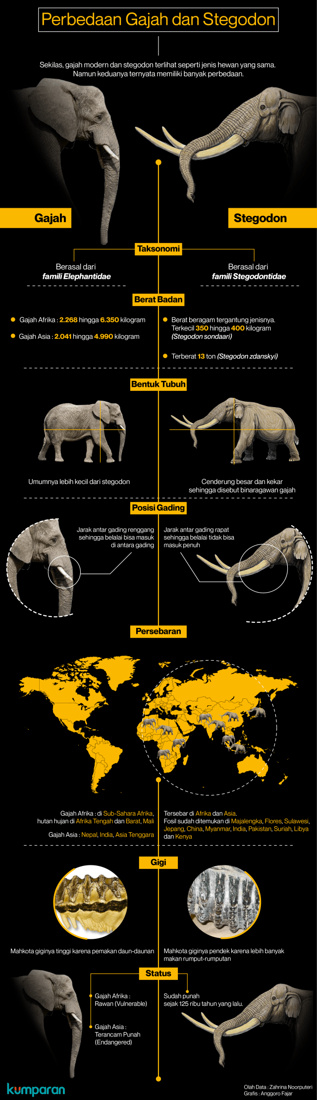 Memahami Perbedaan Gajah Modern Dan Stegodon Kumparan Com