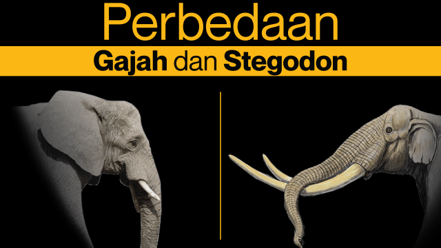 Perbedaan stegodon dan gajah modern Foto: Anggoro Fajar/kumparan