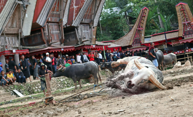 KOTEN SPESIAL TRAVEL RAMBU SOLO TORAJA