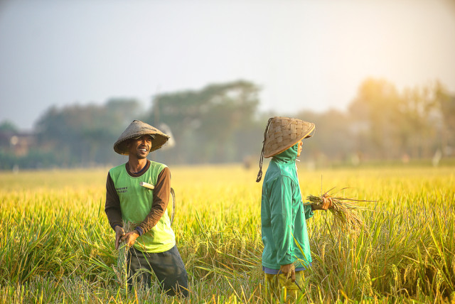 Sawah menjadi salah satu aset PT Sang Hyang Seri (Persero) di Sukamandi, Kabupaten Subang, tempat pengembangan benih padi unggul. Foto: Shutterstock