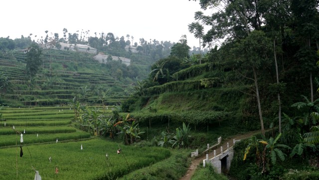 KONTEN SPESIAL SESAR LEMBANG, Suasana lahan pertanian yang berada di kawasan sesar lembang