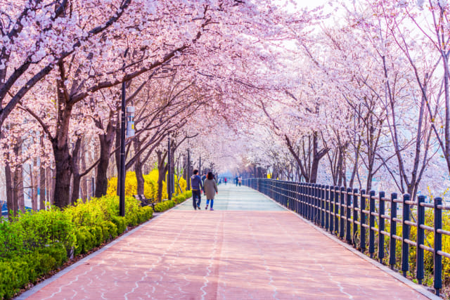 com-Festival bunga musim semi di Korea Selatan Foto: Shutterstock