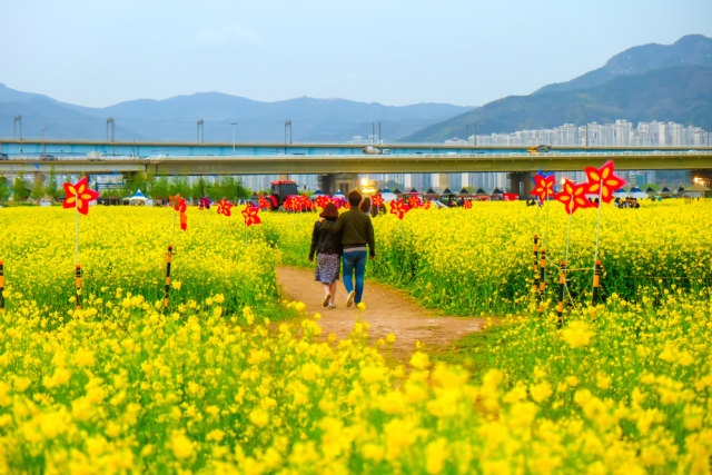5 Festival Bunga Musim Semi Paling Romantis di Korea Selatan - kumparan.com