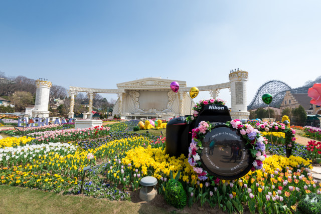 5 Festival  Bunga  Musim Semi Paling Romantis di  Korea  