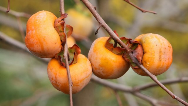 Perawatan dengan buah kesemek
