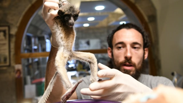 Seorang dokter hewan dari Kebun Binatang Besancon merawat seekor sifaka betina, di Besancon, Prancis timur. Foto: AFP/SEBASTIEN BOZON