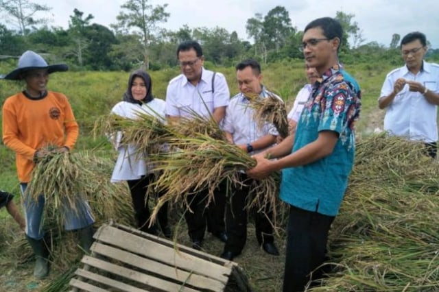 Kepala Desa Bukit Langkap, Sudarmin bersama Wabup Lingga, Muhammad Nizar panen padi (Foto:Ist/Batamnews)